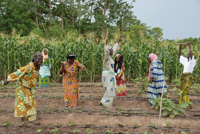 Women farmers from a cooperative in the village of Bessassi in northern Benin dance among their young crops, which are watered by solar-powered drip irrigation.